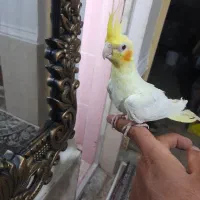 ۳عدد عروس|پرنده|کارون, |دیوار