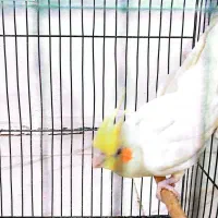 فروش عروس هلندی|پرنده|دهلران, |دیوار