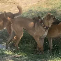 یه جفت توله یازده ماهه خراسانی گله ای ادمی شدید