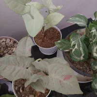 فروش گل خانگی باکیفیت وقیمت مناسب|گل و گیاه طبیعی|دهلران, |دیوار