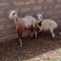 تغولی عالی با بره نر