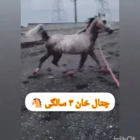 نریون عرب مصری