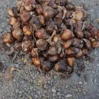 پیاز گل نرگس شهلا|گل و گیاه طبیعی|خفر, |دیوار