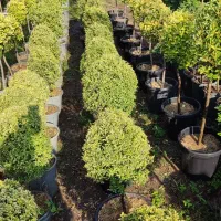 گل و گیاه لوکس|خدمات باغبانی و درختکاری|چابکسر, |دیوار