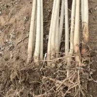 نهال صنوبر بهترین انتخاب برای زراعت چوب|خدمات باغبانی و درختکاری|شوط, |دیوار