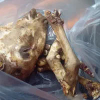 کله پاچه میش فروشی