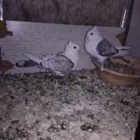 کبوتر|پرنده|اصفهان, ارزنان|دیوار