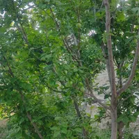 باغچه گیجه سبز|فروش دفتر صنعتی، کشاورزی، تجاری|قم, عمار یاسر|دیوار