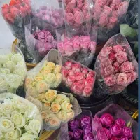 پخش و ارسال عمده گل رز هلندی درجه یک