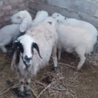 میش بره|حیوانات مزرعه|زرند, |دیوار