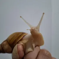 جوجه حلزون