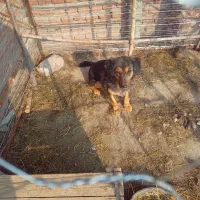 سگ پاکوتاه|سگ|مراغه, |دیوار