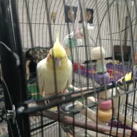 عروس هلندی|پرنده|کوهدشت, |دیوار