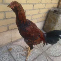 مرغ خروس لاری افغان|حیوانات مزرعه|مهریز, |دیوار