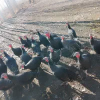 غاز و بوقلمون فروشی|حیوانات مزرعه|چالدران, |دیوار