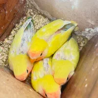 جفت طوطی برزیلی