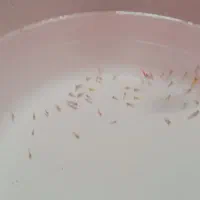 تعدادی کالر رنگ سفید معاوضه هم دارم با ماهی کوپی