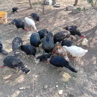 10عدد بوقلمون به فروش میرسد