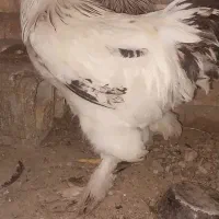 خروس برهما