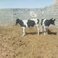 گوساله|حیوانات مزرعه|اصفهان, دستگرده|دیوار