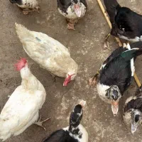 اردک اسرائیلی