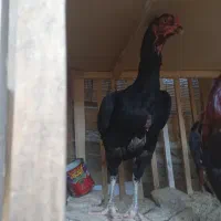جوجه لاری اصیل دانه ۱تومن
