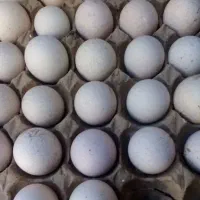 تخم بوقلمون نطفه دار|حیوانات مزرعه|زاهدان, |دیوار