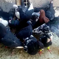 کبوتر کفتر