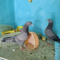 جفت جوجه پاکستانی