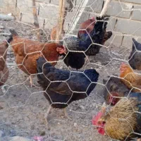 مرغ ۵ عدد با یک خروس