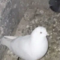 کبوتر|پرنده|خمینی‌شهر, |دیوار