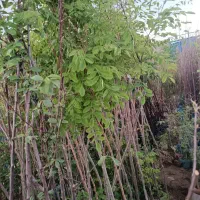 پسته پیوندی و صنوبر ،کبوده،گردو،بادام پیوندی|خدمات باغبانی و درختکاری|کرمان, |دیوار
