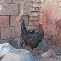 مرغ لاری