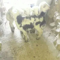 قوچ‌هرکول  پلنگی ۲سالنیم|حیوانات مزرعه|دینور, |دیوار