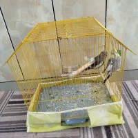 عروس هلندی|پرنده|قائن, |دیوار