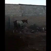 اندیمشک|اسب و تجهیزات اسب‌سواری|شوش, |دیوار