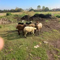 فروش بره نر