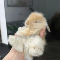 بچه خرگوش مینی لوپ لپ مینیاتوری اموزش دیده|موش و خرگوش|مشهد, هفده شهریور|دیوار