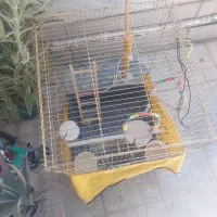 قفس پرنده