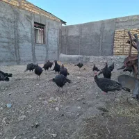 بوقلمون|حیوانات مزرعه|قیدار, |دیوار