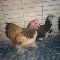 مرغ و خروس کوشین و گلین|حیوانات مزرعه|هشتگرد, شهرک راه آهن|دیوار