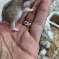 بچه همستر بازیگوش