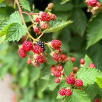 محصولات کشاورزی و خرمای مرداسنگ