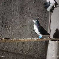 2تاصیدفروشی|پرنده|تربتحیدریه, ترمینال|دیوار