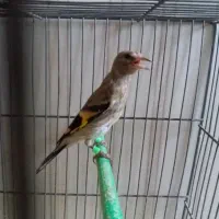 جوجه سهره انتیک