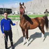 کیارش و طلاوش سیلمی های  زیبای پنج نشان|اسب و تجهیزات اسب‌سواری|شیراز, گویم|دیوار