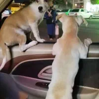 سگ نر شیواوا|سگ|دلیجان, |دیوار