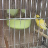 قناری باجوجه