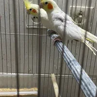 جوجه عروس هلندی 4ماهه|پرنده|بیرجند, |دیوار