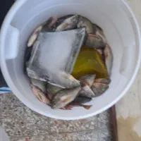 ماهی تازه تازه